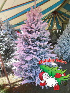 christmas-trees-miami341-copy