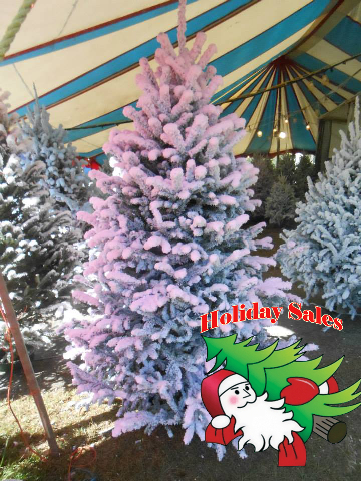 Christmas Trees Miami